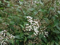 برگ نوی آگراتینا